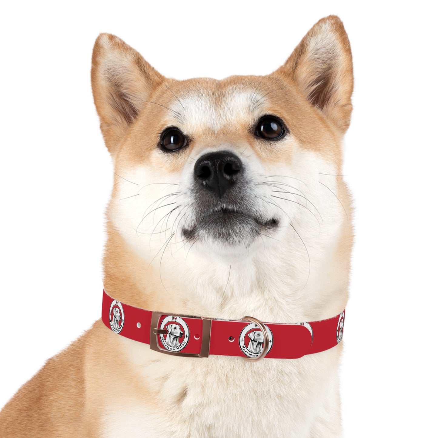 Dog Collar